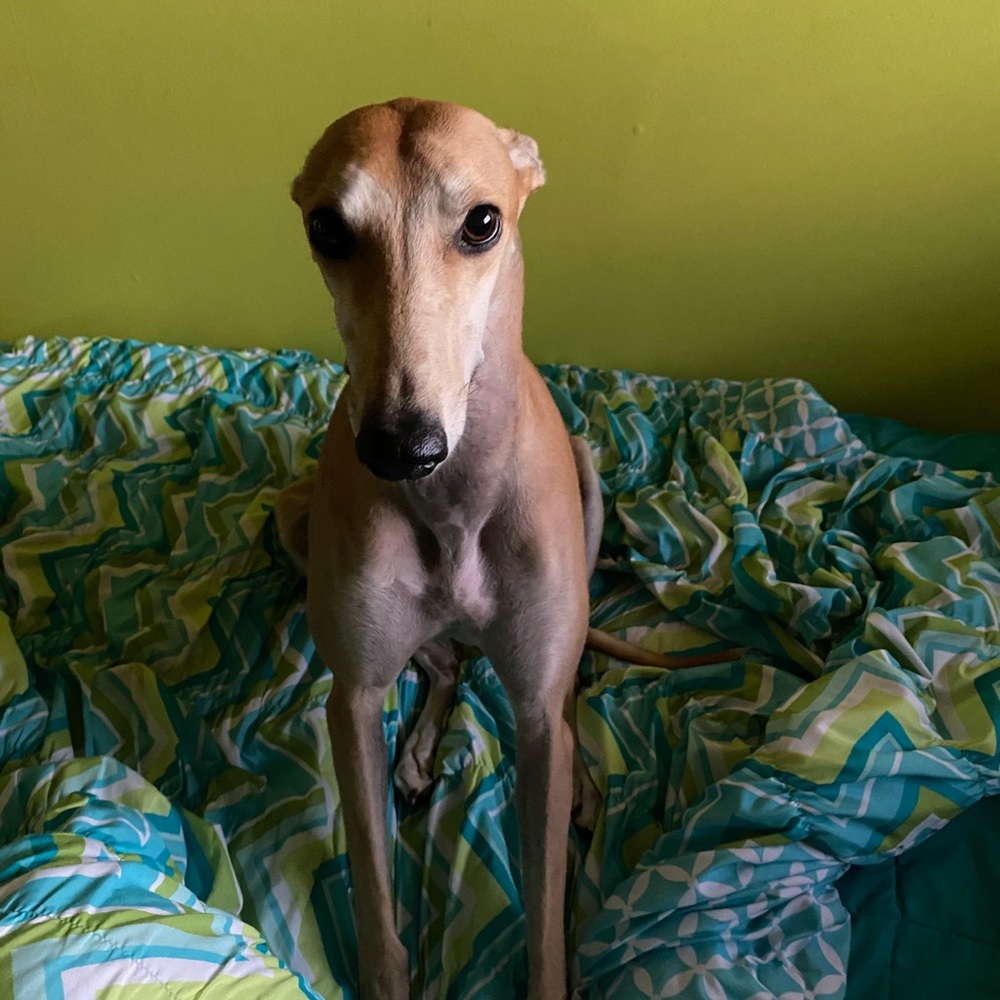 Meet your Posher, Rochelle